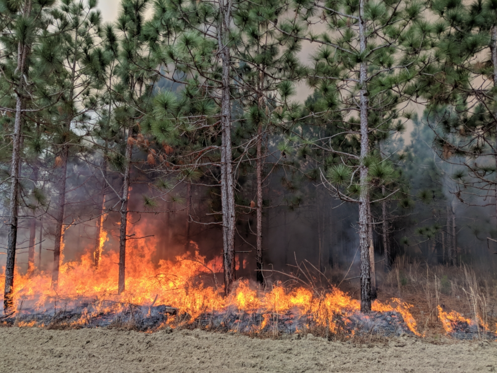 forestry prescribed burn.png